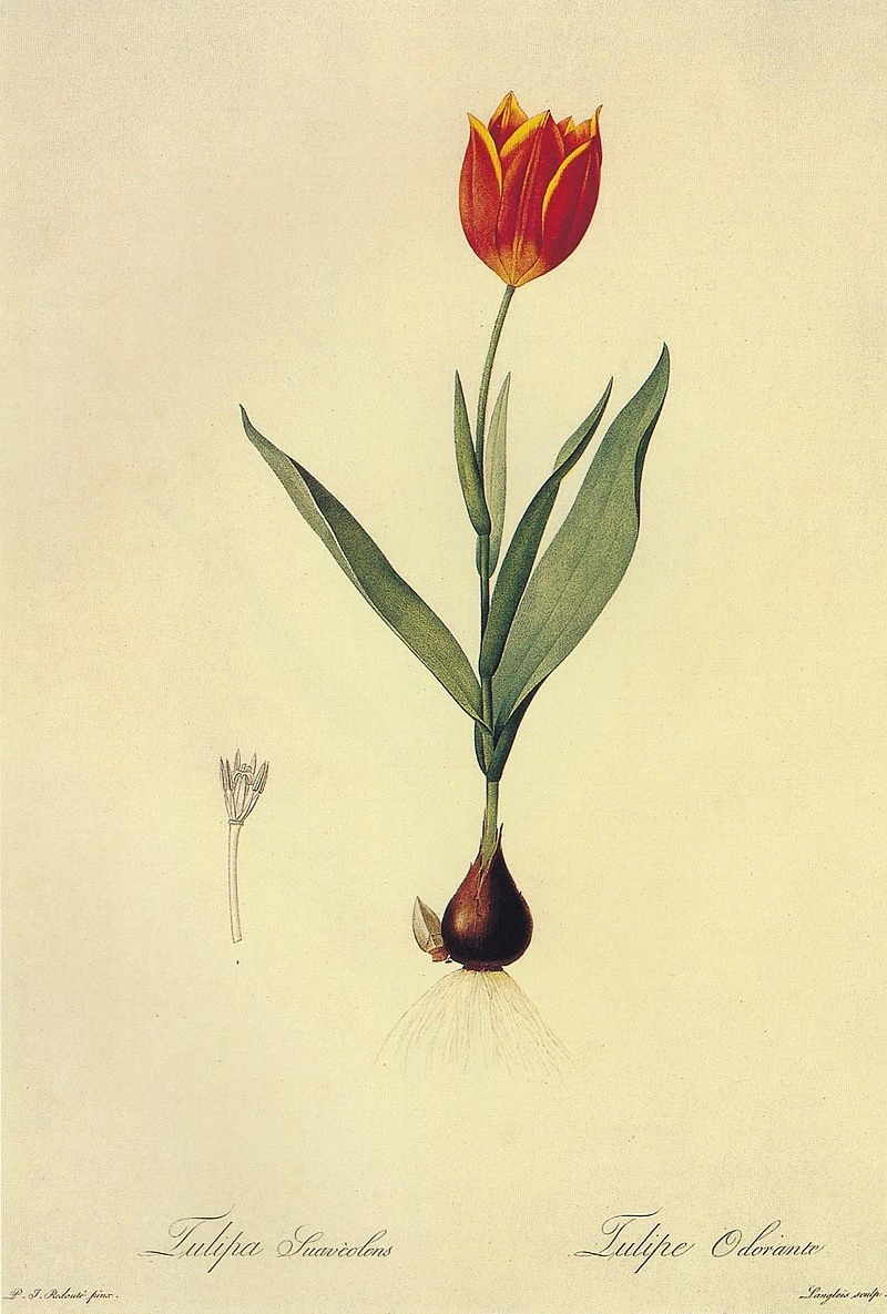 Tulipa suaveolens